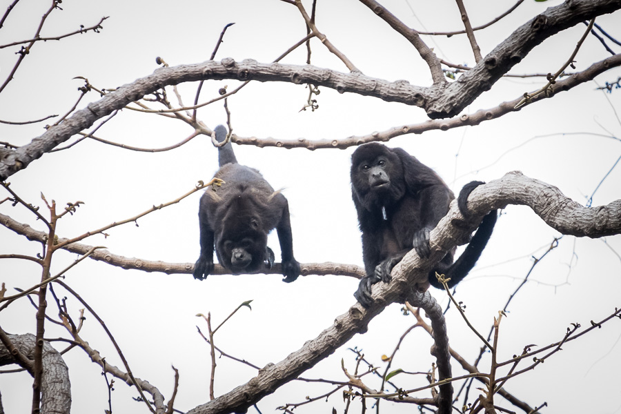 Howler Monkeys in El Chocoyero - El Brujo nature reserve