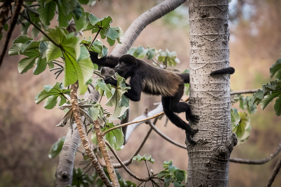Howler Monkeys in El Chocoyero - El Brujo nature reserve