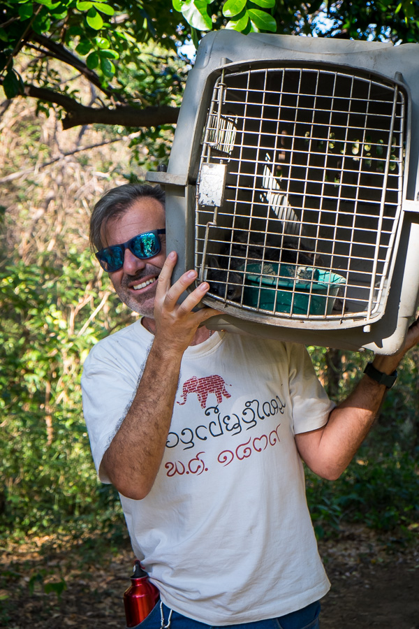 releasing rescued grey foxes in Cañada Honda