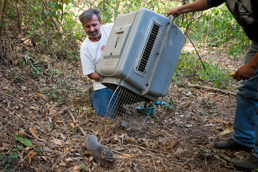 releasing rescued grey foxes in Cañada Honda