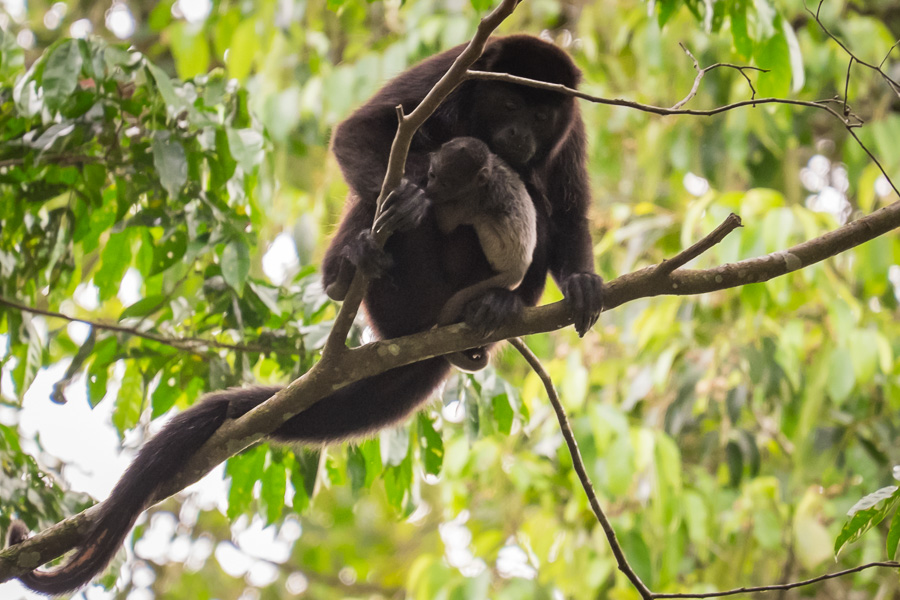 finca esperanza verde howler monkeys