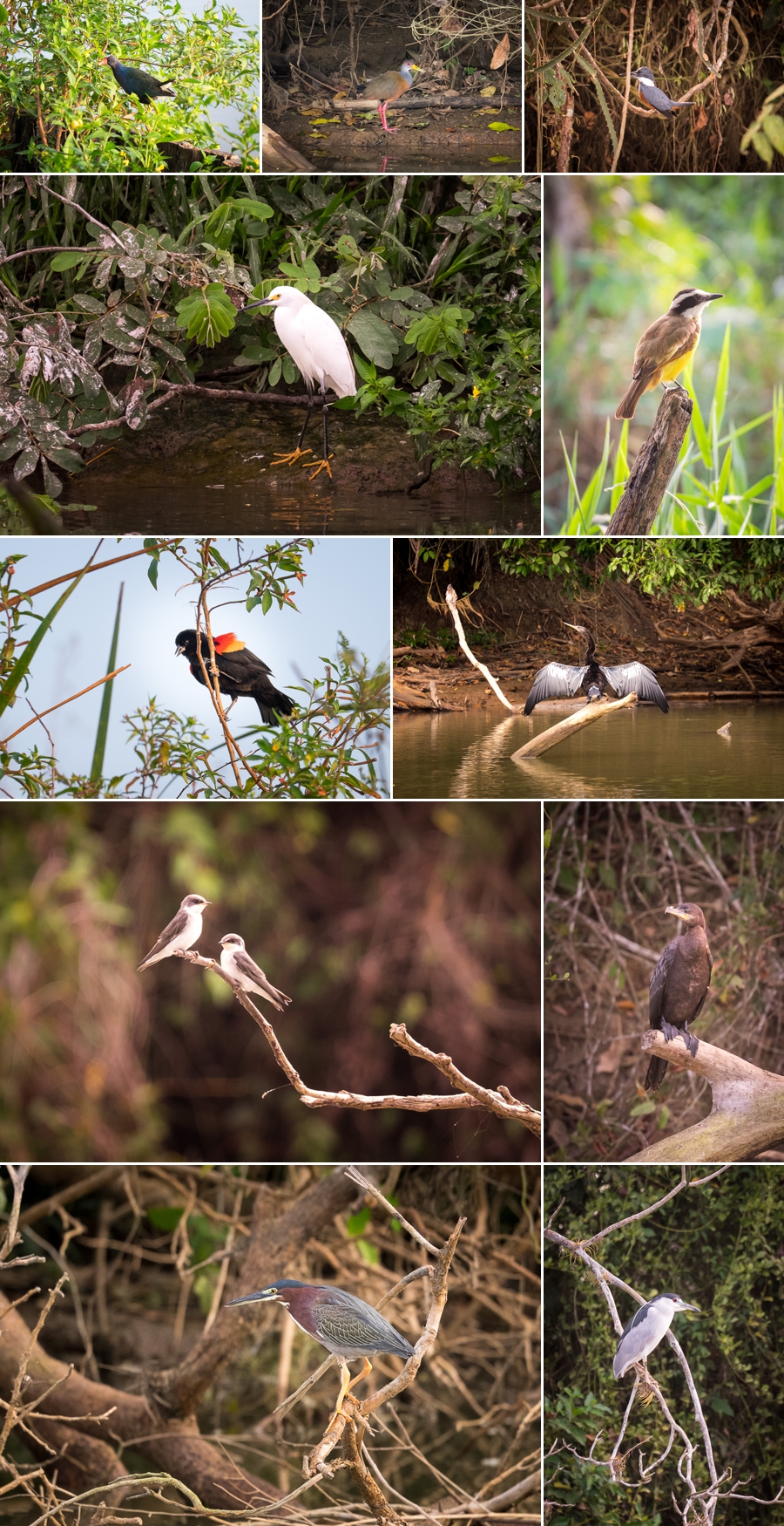 Río Frio Nicaragua birds
