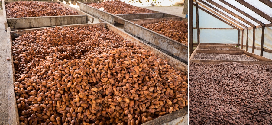 Cacao processing boca de Sábalos 