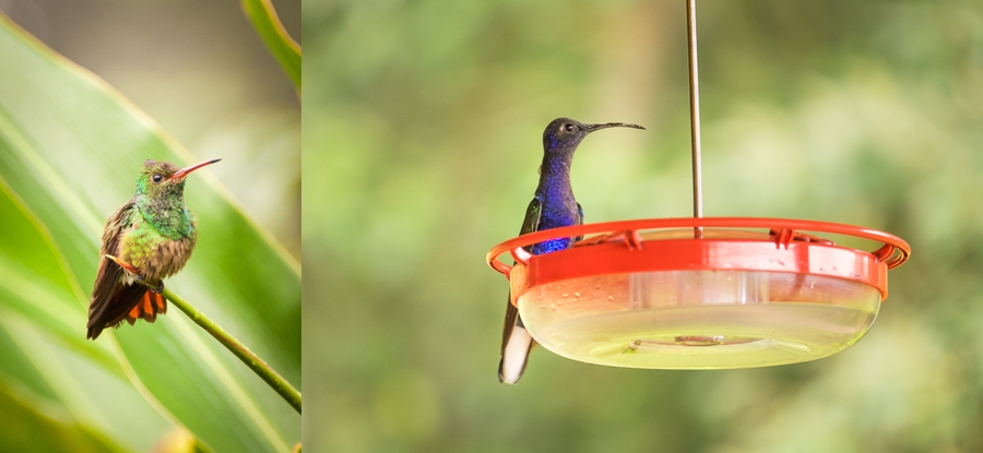 finca esperanza verde hummingbirds