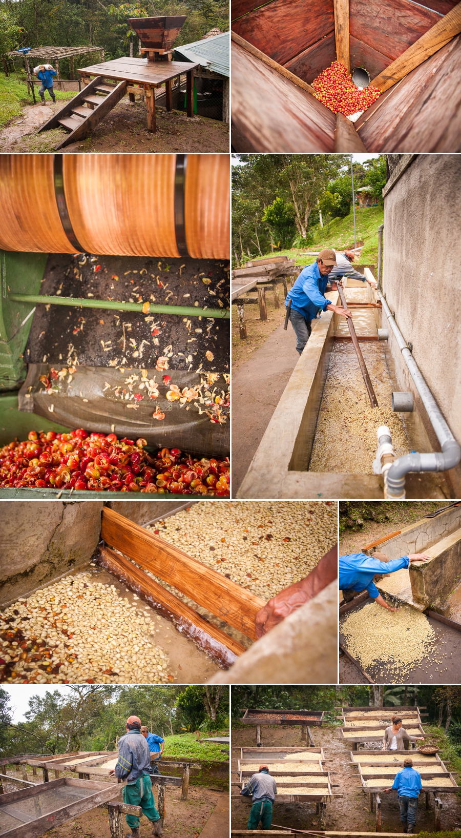 finca esperanza verde coffee processing