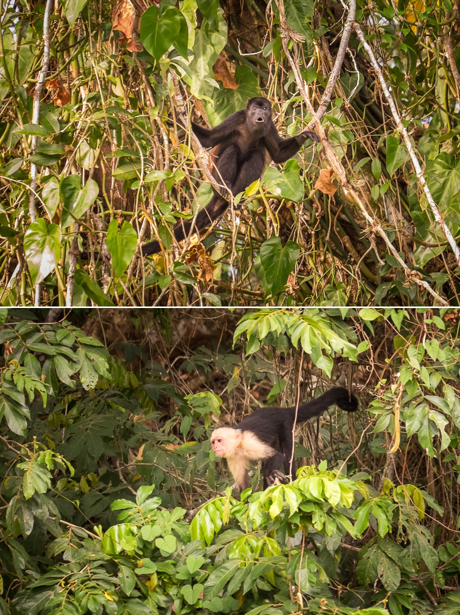 Río Frio monkeys