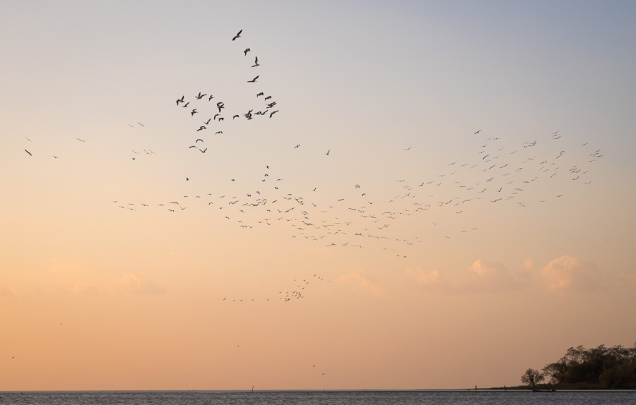 pelicans over lake nicaragua