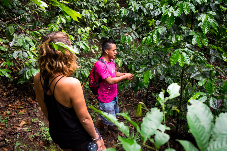 7 Cascadas tour - Juayúa - El Salvador - coffee growing