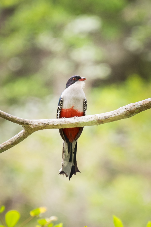 Tocororo â€“ The Cuban National Bird