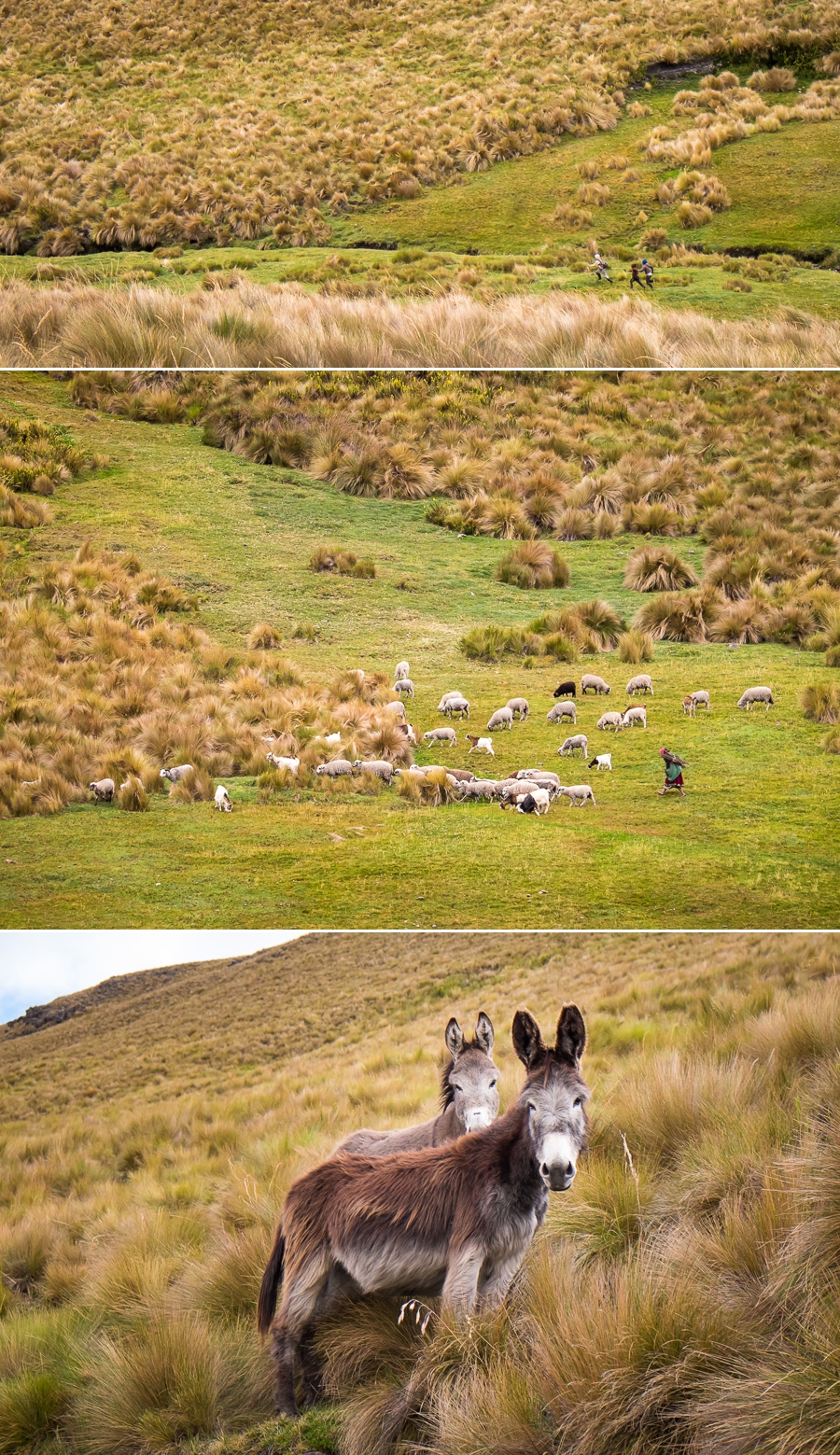 Ecuadorian Inca Trail