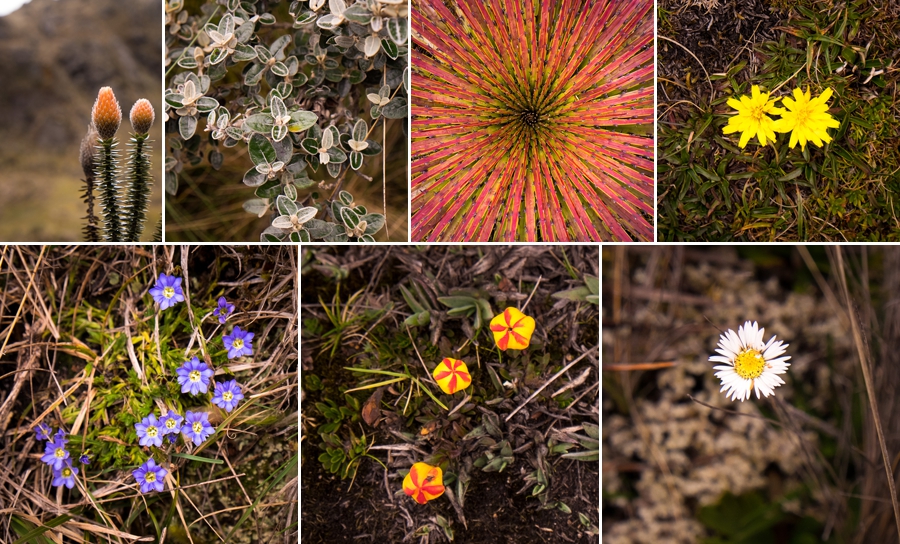 Cajas National Park - Cuenca, Ecuador