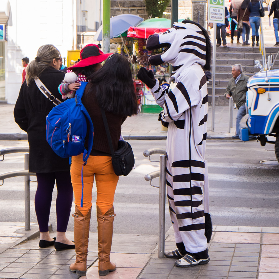 zebras de La Paz - interacting with locals