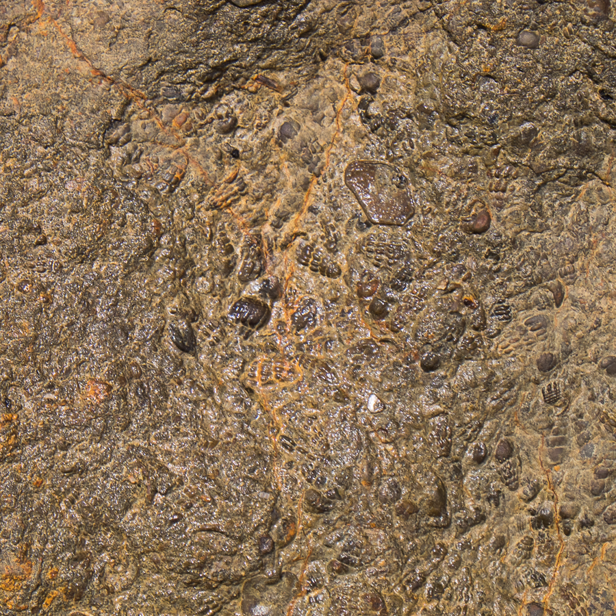 Marine Fossils, Sucre, Bolivia