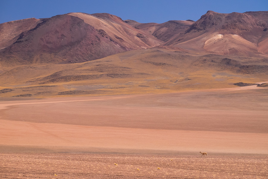 Lone vicuña - Bolivian Altiplano