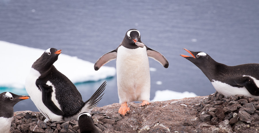 Gentoo Penguin stealing rocks for next