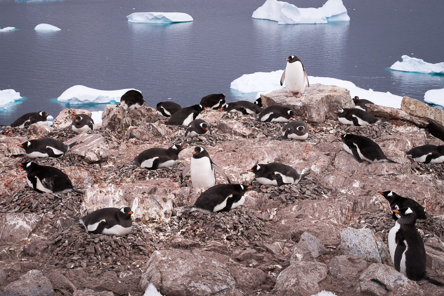 Gentoo Penguin nests in Colony -Cuverville Island - Antarctica