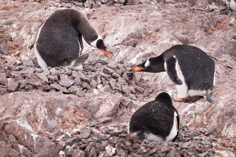 Gentoo Penguin nests - Antarctica