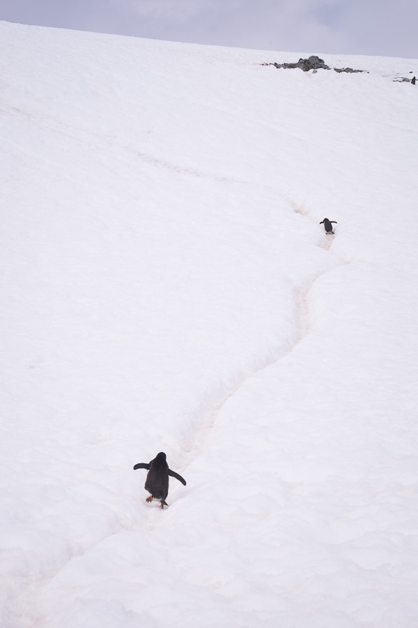 Penguin Highways - Cuverville Island - Antarctica