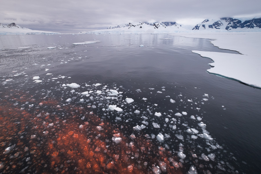 Algae from under the ice - Wilhelmina Bay - Antarctica
