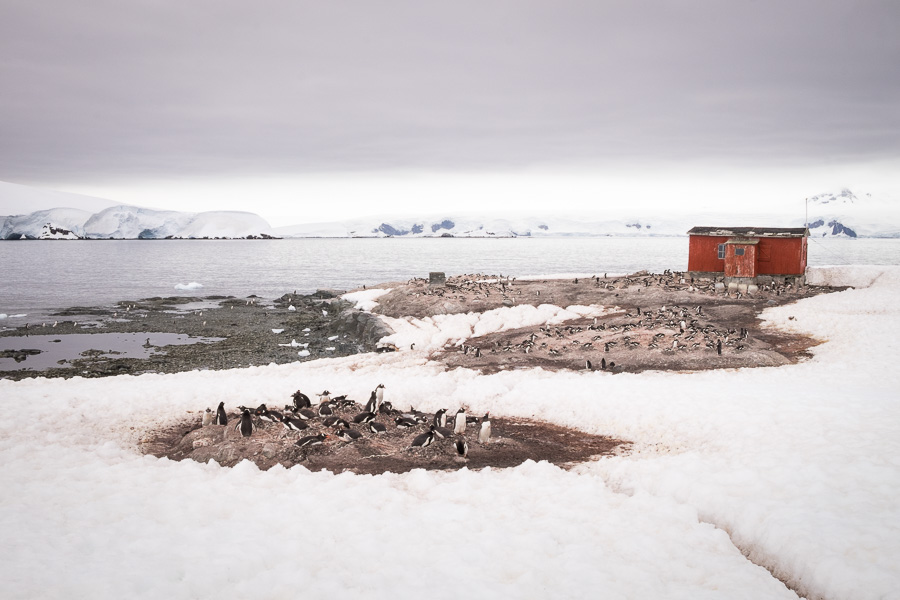 Gentoo Colony - Mikkelsen Harbour - Antarctica