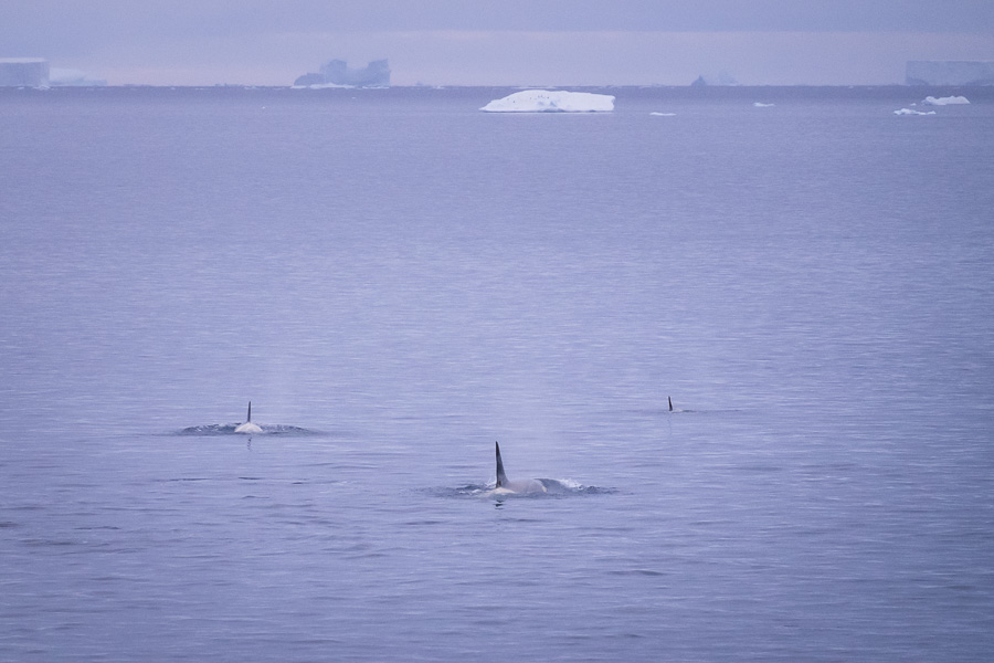 Orcas - Antarctica