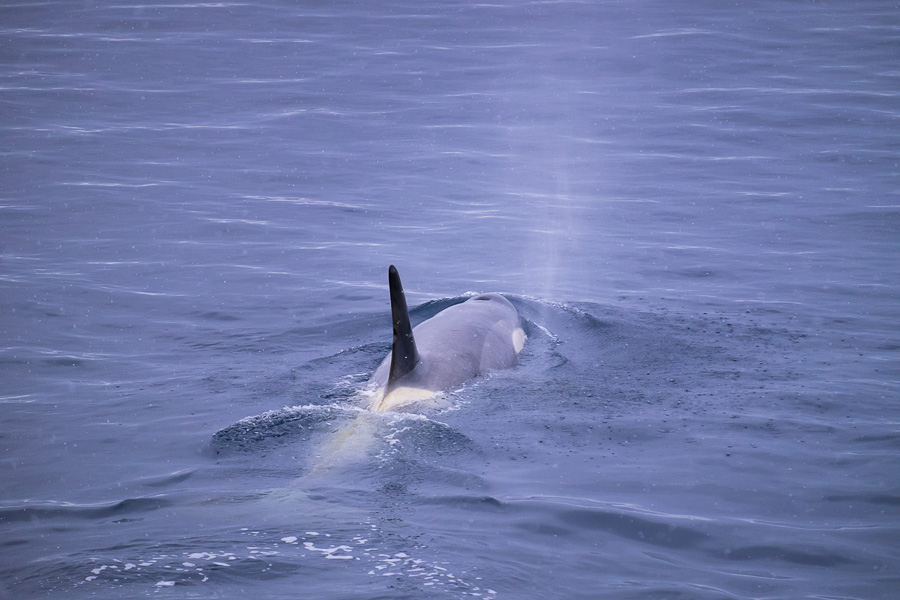 Orcas - Antarctica