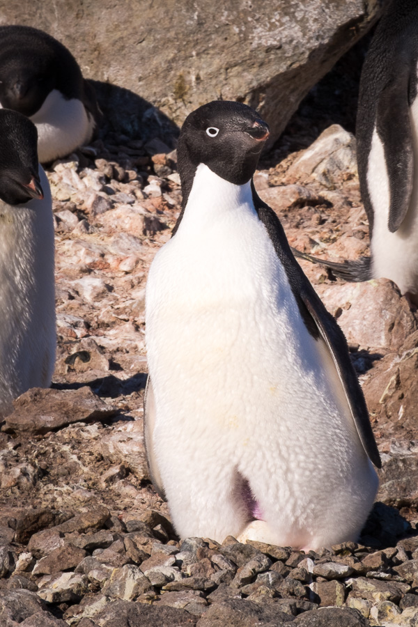 Adelie Penguin and egg - Durville Monument - Weddell Sea - Antarctica