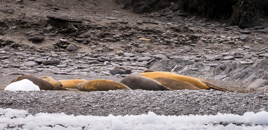 Fur Seals - Cape Lookout - Elephant Island - Antarctic Peninsula