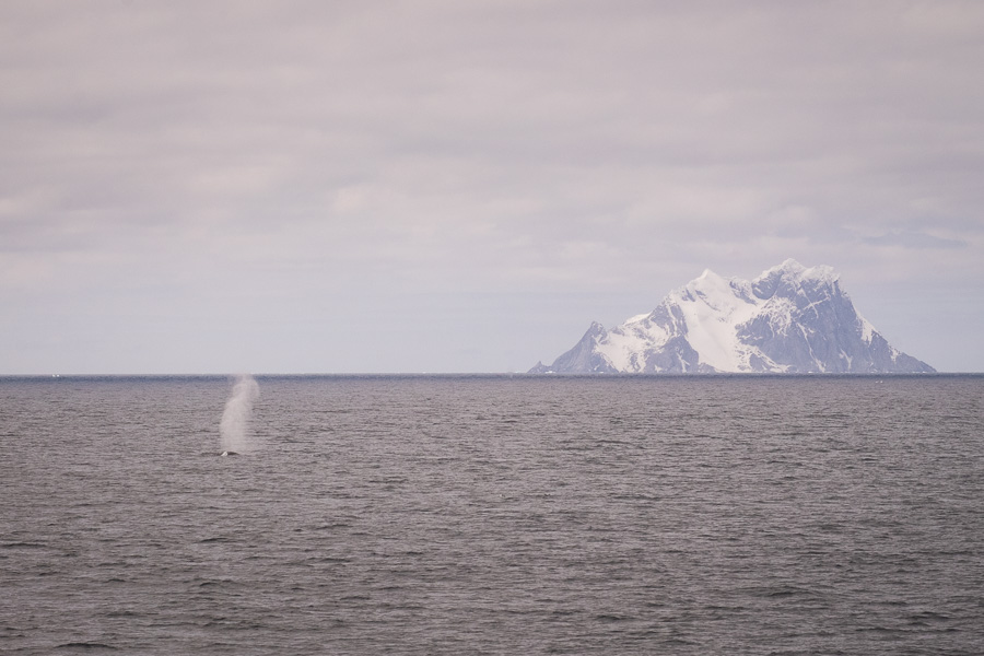 Elephant Island - South Shetland Islands - Antarctica