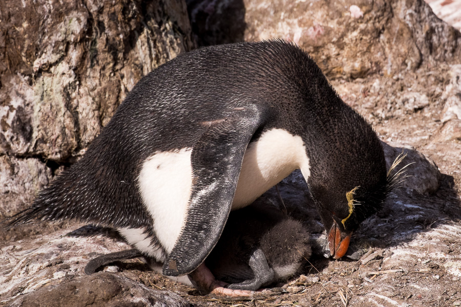 Rockhopper Penguin - West Point Island - Falkland Islands