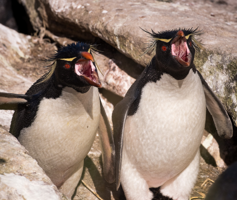 Rockhopper Penguins - West Point Island - Falkland Islands