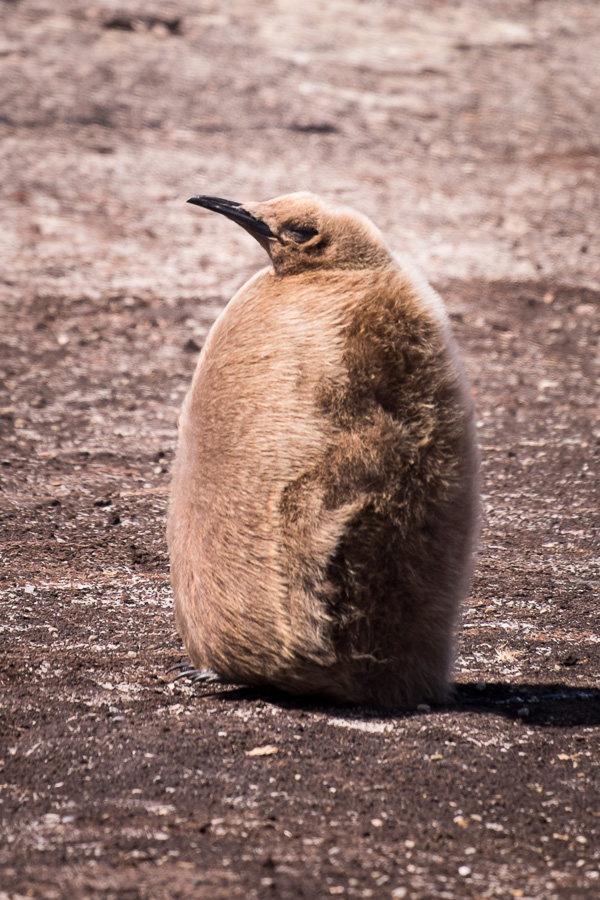 King Penguin 1-year-old - Saunders Island - Falkland Islands