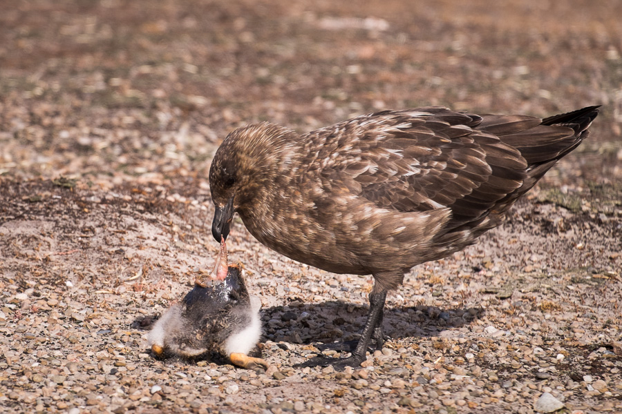 Brown Skua - Saunders Island - Falkland Islands