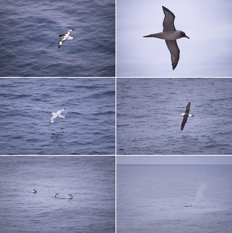 Drake Passage bird sightings