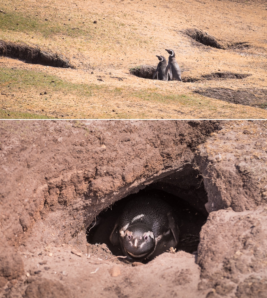 Magellanic Penguins - Saunders Island - Falkland Islands