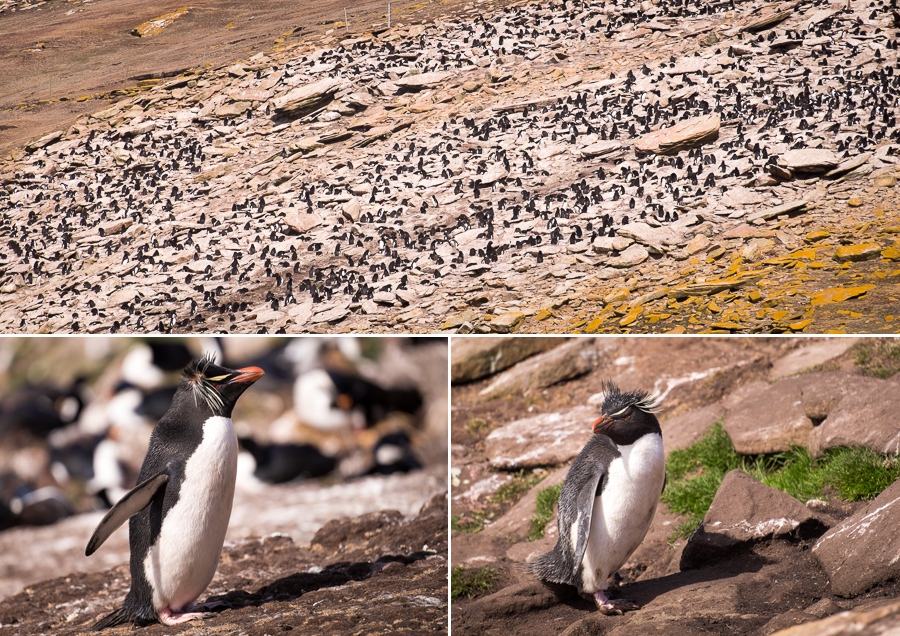 Rockhopper Penguins - Saunders Island - Falkland Islands