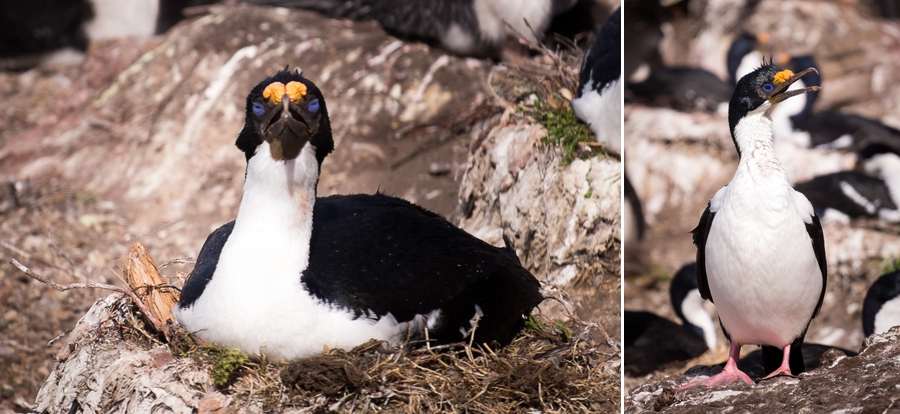 Blue-eyed Cormorant - Saunders Island - Falkland Islands