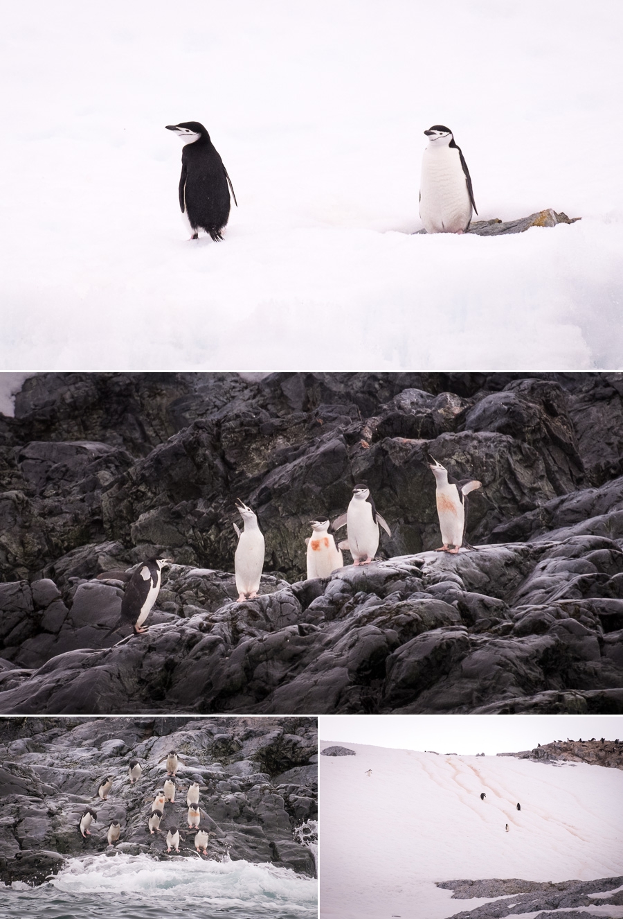 Chinstrap Penguins at Cierva Cove - Antarctica