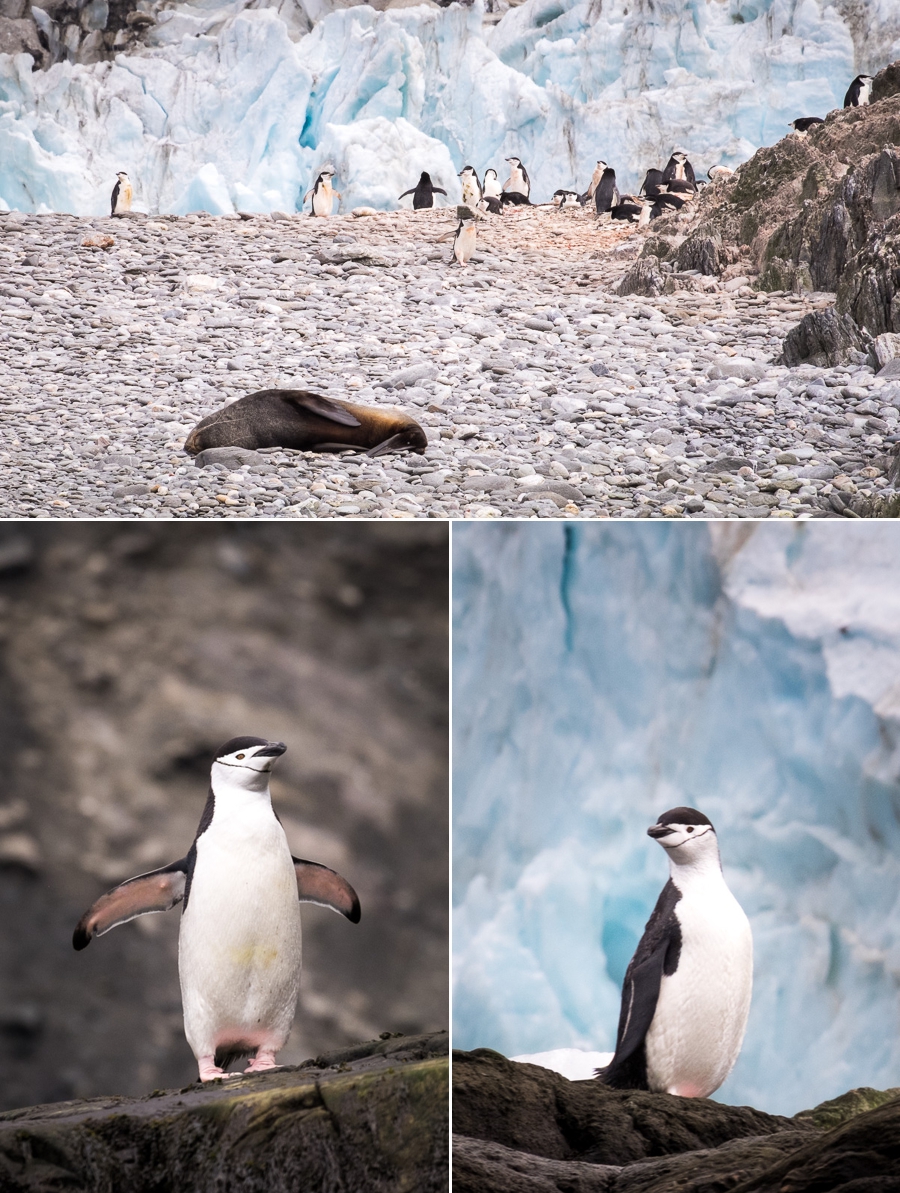 Chinstrap Penguins - Cape Lookout - Elephant Island - Antarctic Peninsula