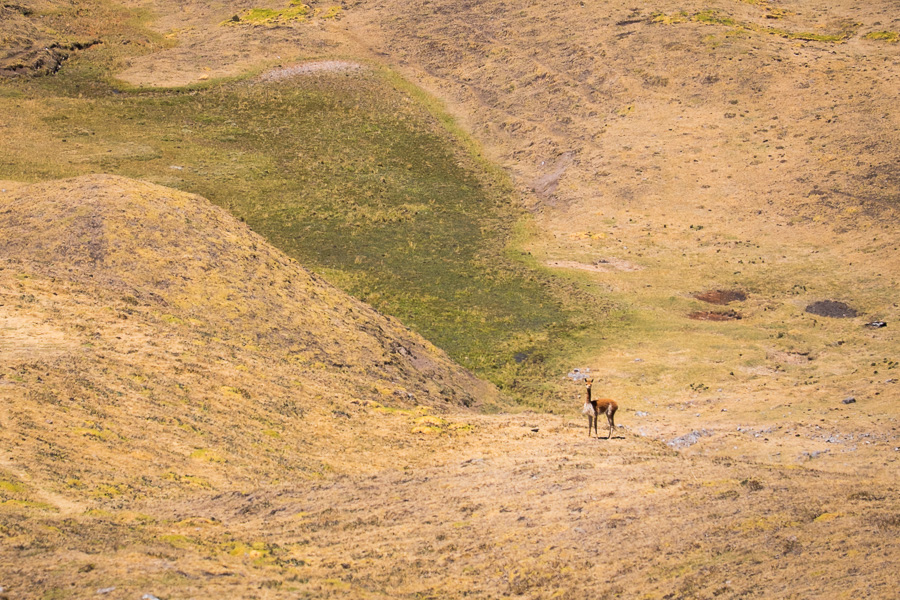 Vicuña - Cordillera Huayhuash