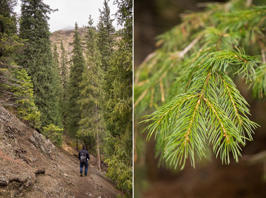 Lots of fir trees in this part of Kazakhstan