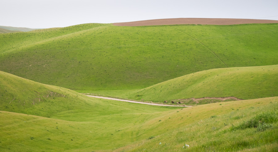 Rolling green hills near Dushanbe - Tajikistan