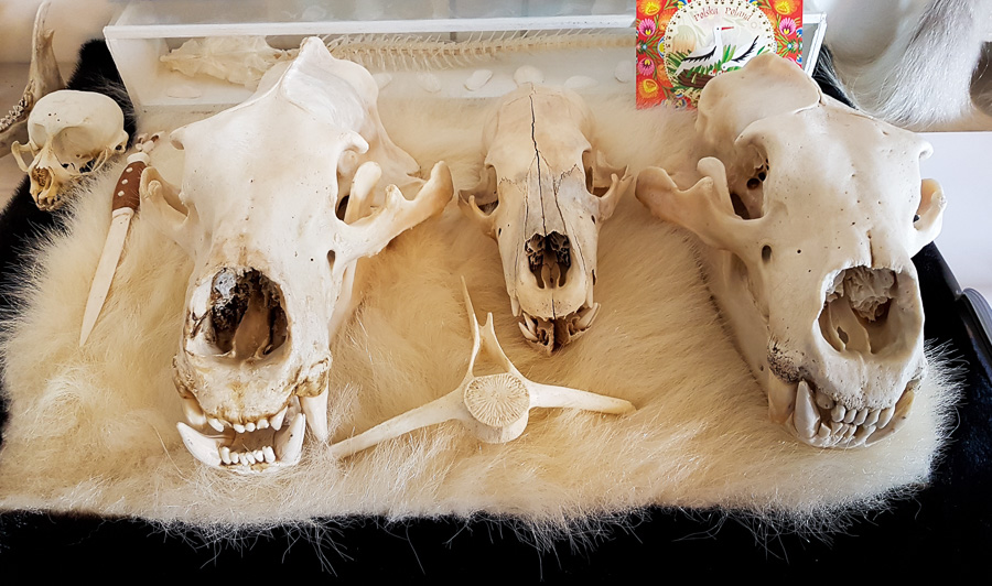 Skulls of 3 polar bears and one of their vertebrae, in the Kulusuk museum