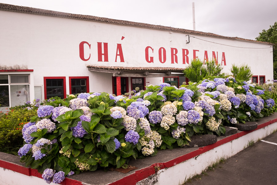 Chá Gorreana - São Miguel - Azores - Portugal