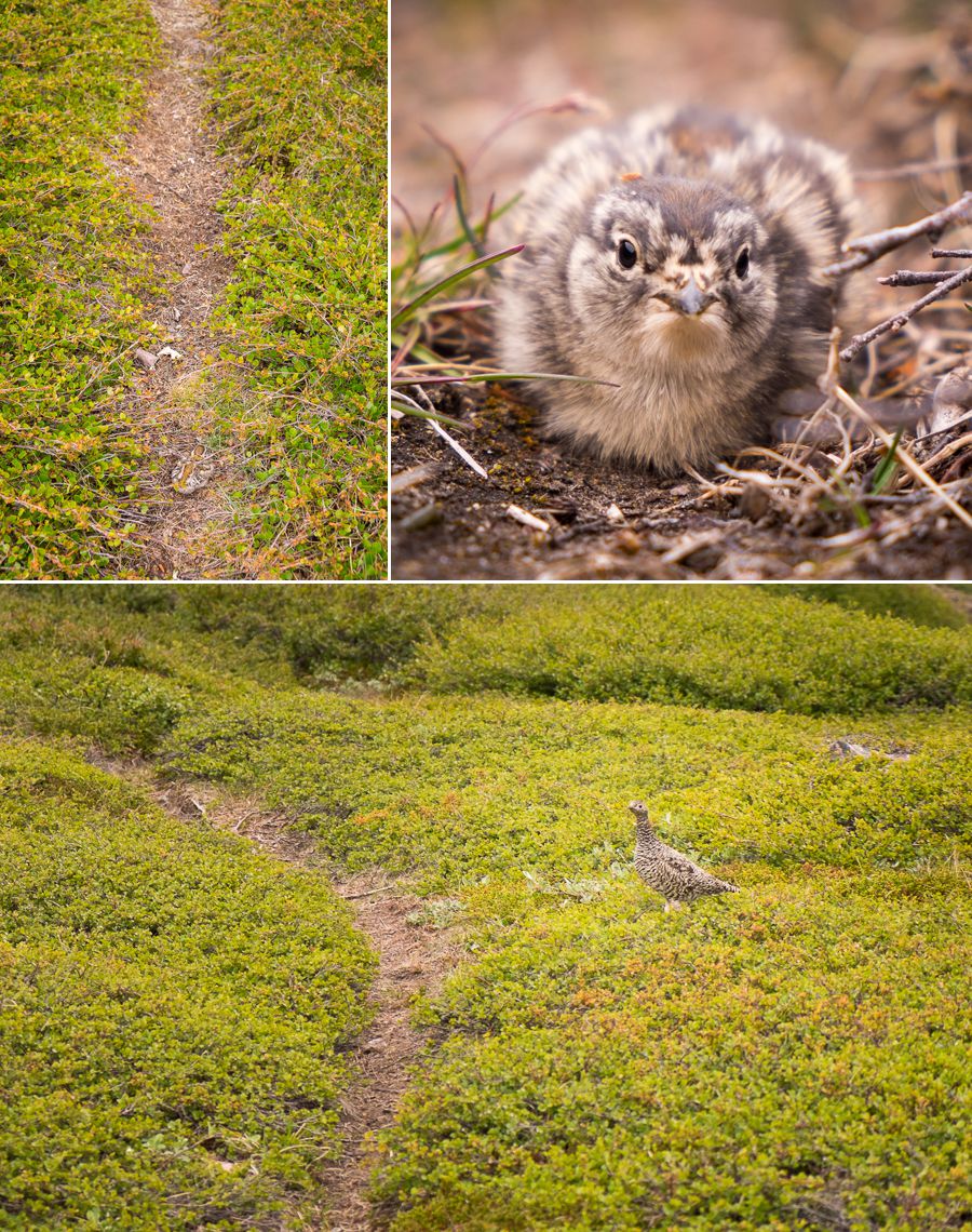 Images of camouflaged baby birds and their mother on the trail of the Waterfall Hike near Igaliku in South Greenland