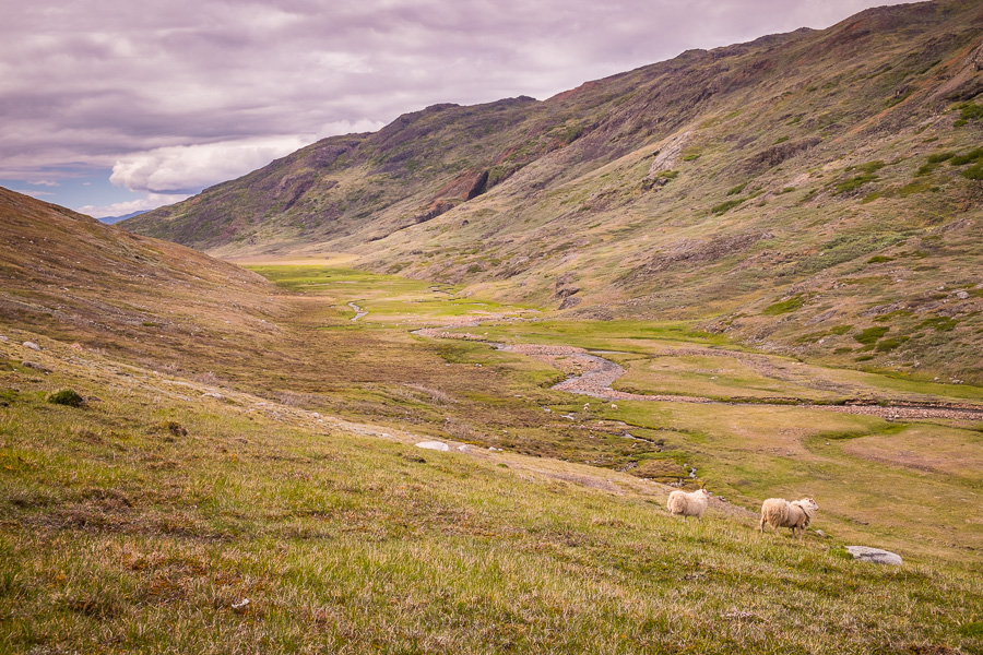 Sheep and the Qorlortup Itinnera valley near Qassiarsuk, South Greenland