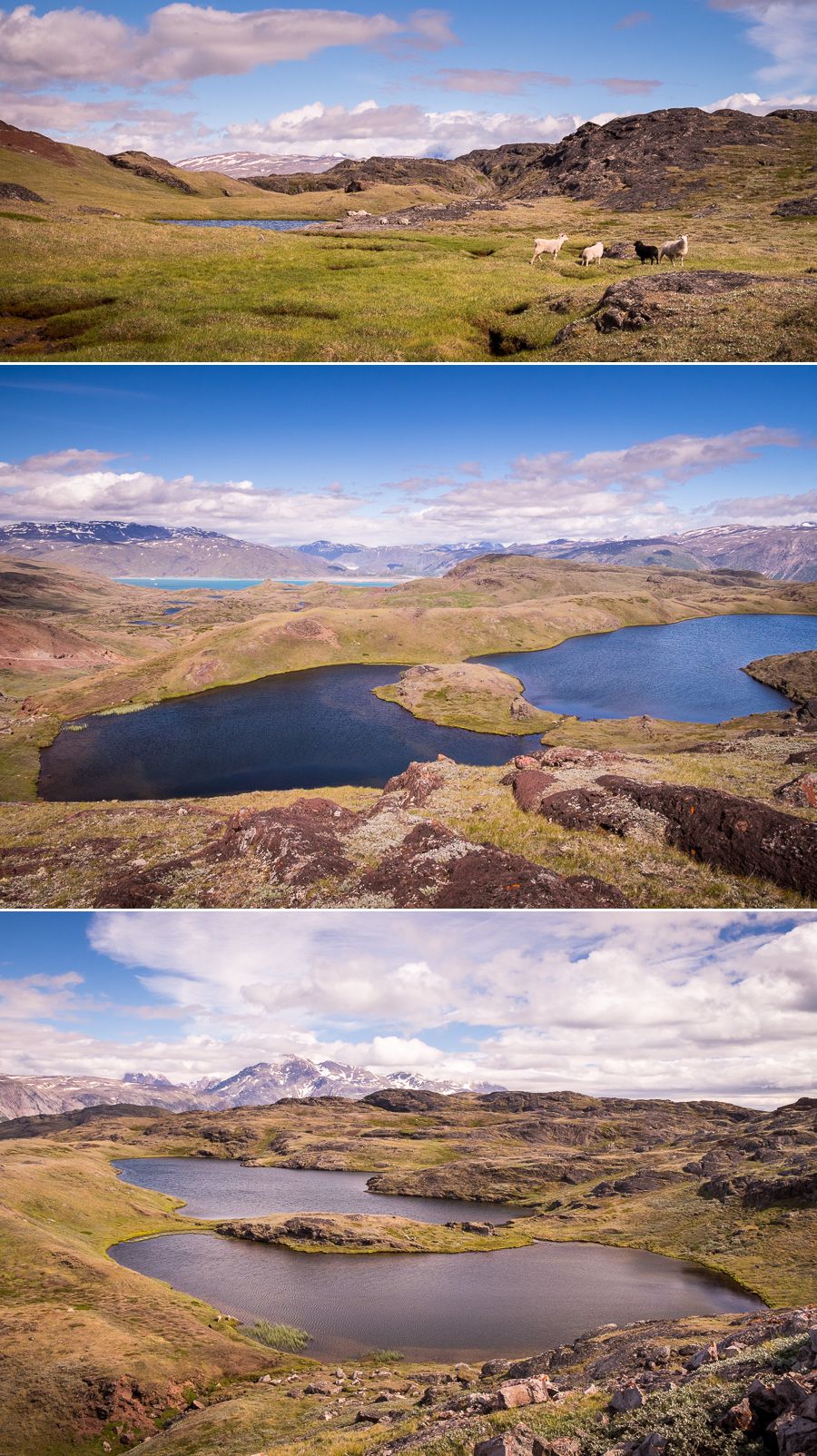 Views of different lakes and sheep while hiking from Sillisit to Qassiarsuk via Nunataaq in South Greenland