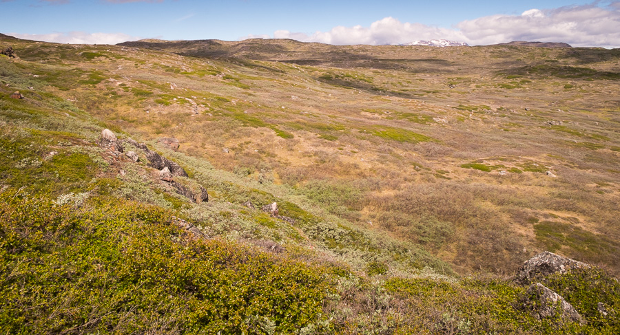 Arctic vegetation was a feature of the hike from Sillisit to Qassiarsuk via Nunataaq in South Greenland