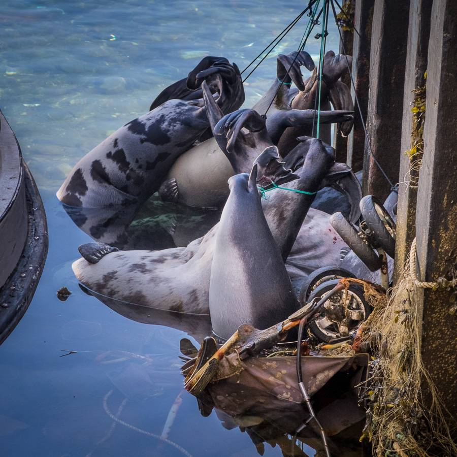 Dead seals tied to the dock and refrigerated in the water of Kulusuk Harbor