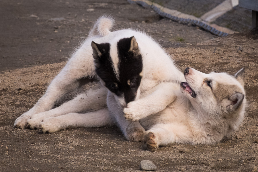 Two Greenland sled dog puppies playing in Kulusuk, East Greenland